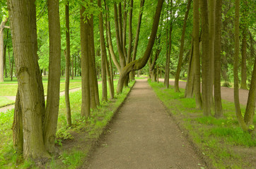 Path between trees in the Park.