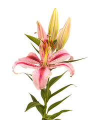 Branch of   Lilium OT-Hybrids with buds on a white background