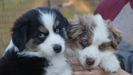 Two Australian Shepherd Puppies Together