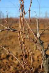 vigne en hiver