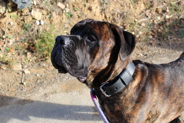 Chien cane corso beau et majestueux