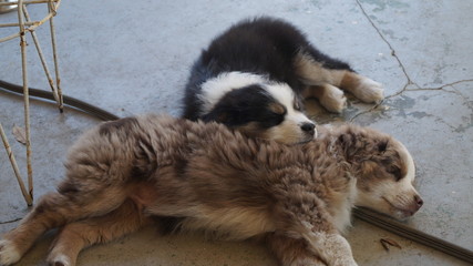 Two Australian Shepherds Sleeping