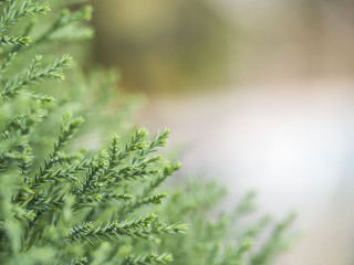 Background of pine tree ready to decorate Christmas wallpaper