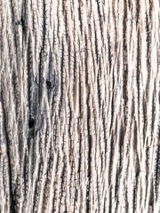 Obraz premium Old wood texture , design line surface of wooden floor