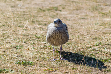 Jeune mouette.