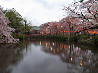 Fototapeta na wymiar 夜桜の始まり