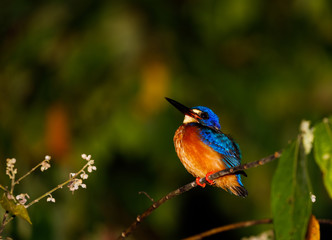 Blue Eared Kingfisher at Kinabatangan River at Sukau, Sabah, Borneo