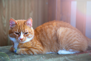 Red cat lies on a sofa