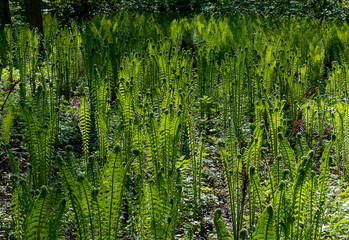 Fototapeta premium Young fern in the wood