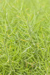 Ripe rape oil field. Fresh green beans.