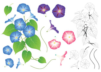 Blue Pink and Purple Morning Glory Outline - 184982672