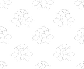 Plumeria, Frangipani Seamless on White Background