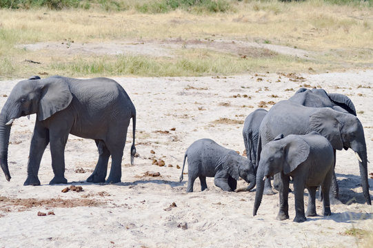Herd of elephants looking for a waterhole in the Tarangire Park in Tanzania
