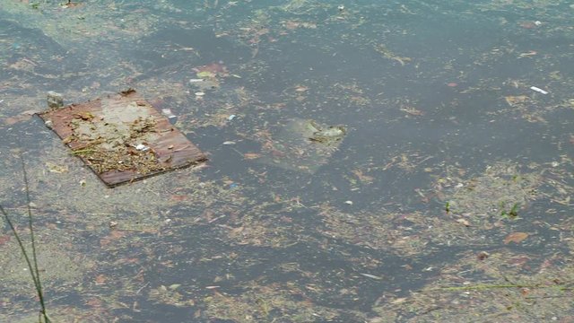 pan across debris floating along a river bank
