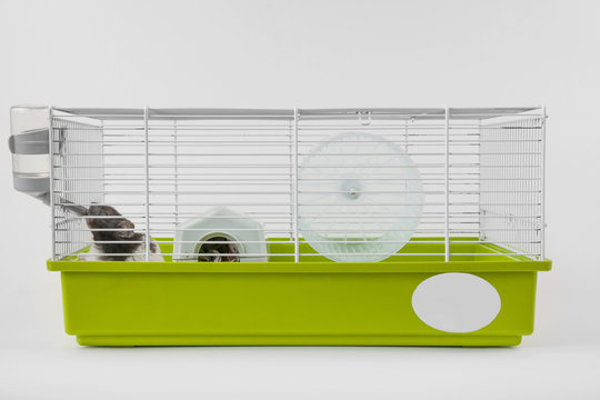  Hamster is drinking in cage on white