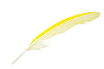 yellow feather on white background 