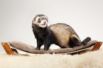 Pet friend - Ferret portrait in studio on bed