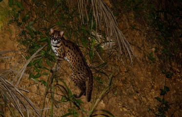 Leopard Cat in Tabin Wildlife Area in Sabah Borneo
