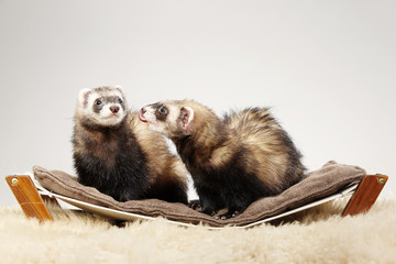 Pet and friend - Ferret portrait in studio