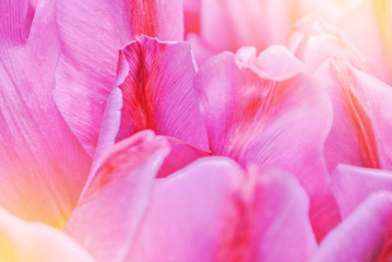 Close-up macro beautiful pink violet red lush vibrant tulip petals, spring flowers on soft focus blurred toned floral background. Gentle spring romantic artistic postcard image desktop wallpaper.