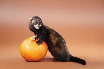 Pet and pumpkin - Ferret portrait in studio