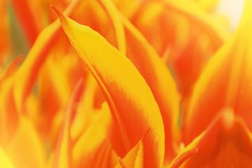 Close-up macro beautiful red orange yellow lush vibrant tulip petals, spring flowers on soft focus blurred toned floral background. Gentle spring romantic artistic postcard image desktop wallpaper.