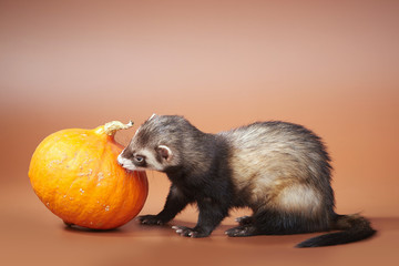 Pet and pumpkin - Ferret portrait in studio