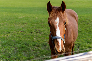 Horse on a Field