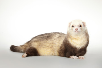 Ferret on matt background posing for portrait in studio