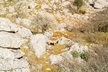 An Iberian ibex, Spanish wild goat, standing greazing in the mountains sierra between the big stones in the warm evening sunlight, El Torcal natural park, Andalusia, Malaga province, Spain.