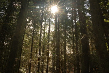 Fototapeta na wymiar Sun is shining in the forest