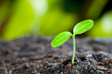 Green sprout growing from seed in organic soil