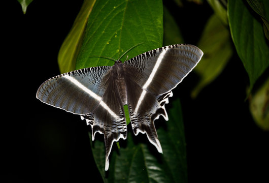 Giant Swallowtail Moth in Rainforst of Tabin National Park in Sabah Malaysia