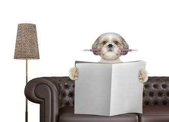Cute dog with pencil reading newspaper with space for text on sofa in living room. Isolated on white