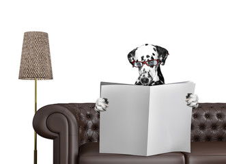 Dalmatian dog with glasses reading newspaper with space for text on sofa in living room. Isolated on white