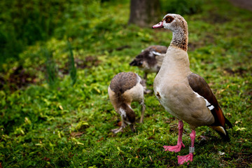 Duck with its Ducklings