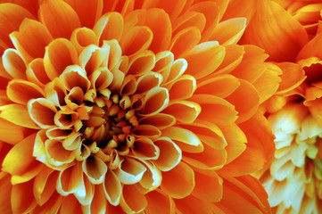 macro of orange aster flower