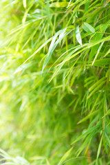 Green bamboo leaves background