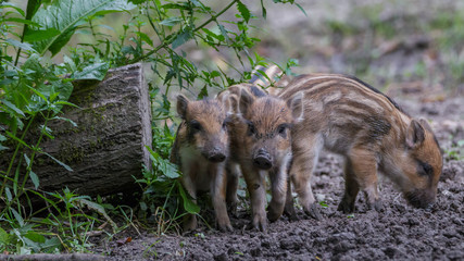 Wild Boars