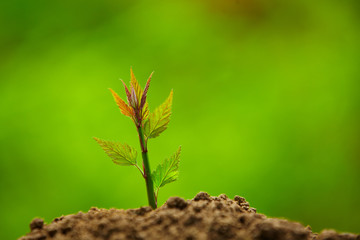 Spring Bud Growing with green Nature Background