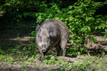 Wild Boars