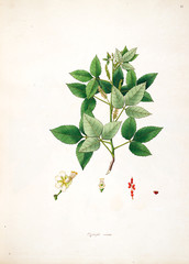 Botanical illustration