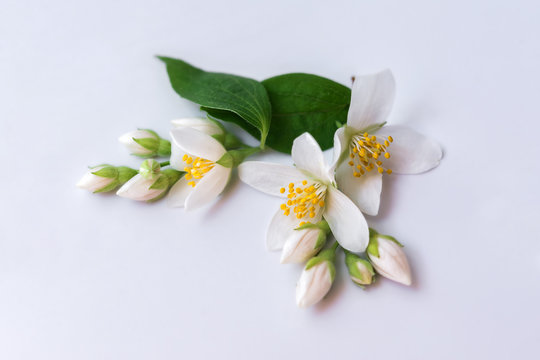 Set of jasmine flowers on white background