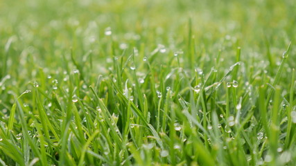 Dew on green grass