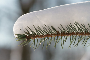 small spruce tree in warm morning after snowfall