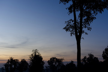 Fototapeta na wymiar Silhouette of the tree at dusk with sky.