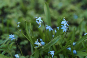blue snowdrops on backyard meadow in spring morning
