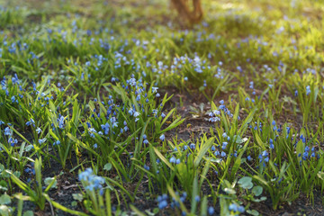 blue snowdrops on backyard meadow in spring morning