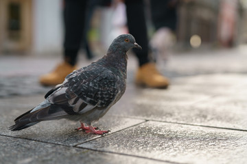 pigeon walking on pavement in old town
