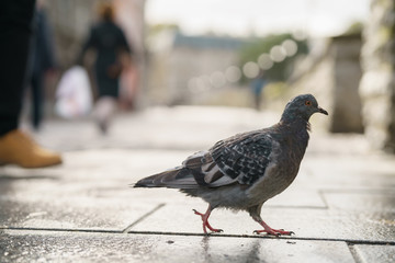 pigeon walking on pavement in old town